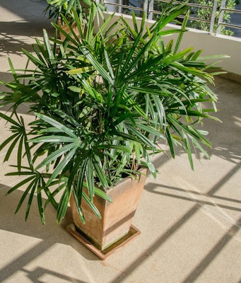 rhapsis palm houseplant