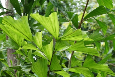 fishtail palm