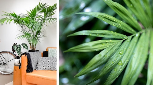 kentia palm houseplant up close and potted and placed in living room