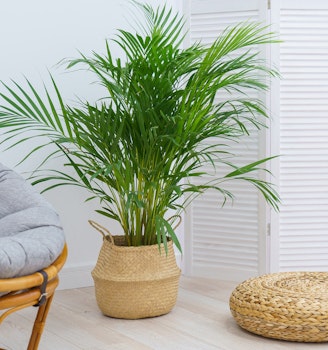 areca palm houseplant potted and placed in living room