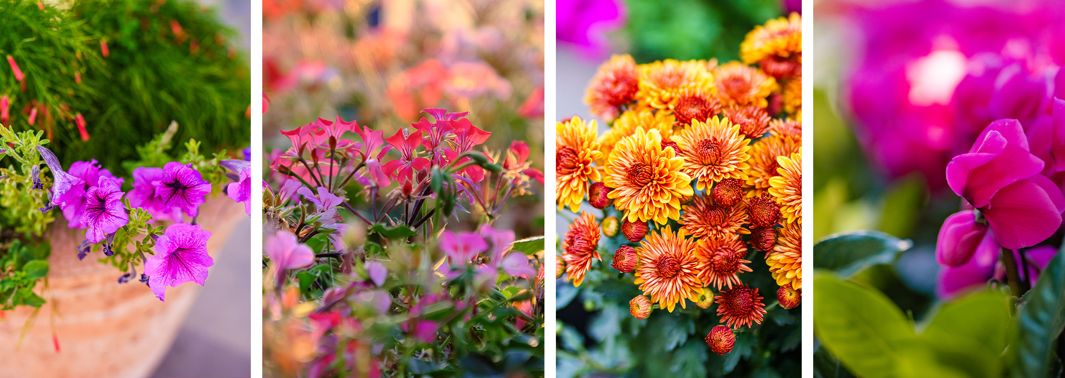 A variety of fall flowers - petunias, geraniums, mums, and cyclamen.
