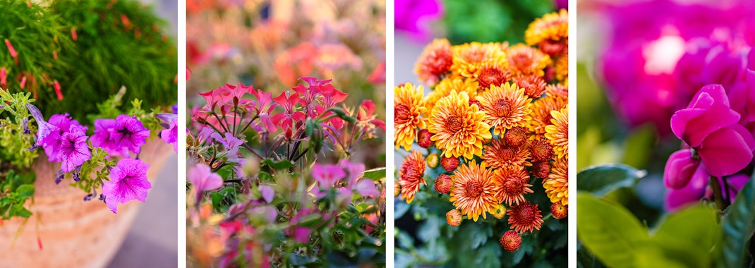 A variety of fall flowers - petunias, geraniums, mums, and cyclamen.
