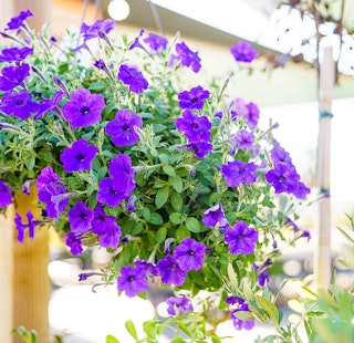 Purple petunias hanging basket.