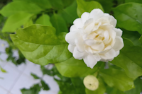 A closeup of Arabian jasmine flower and srhub (jasminu sambac)