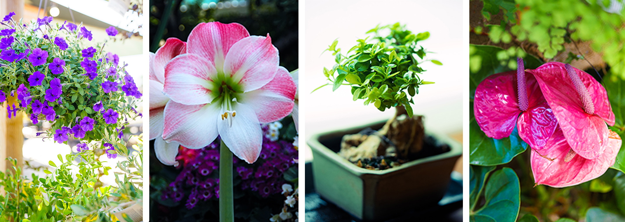 Hanging flower basket, amaryllis, Bonsai, and a pink Anthurium, fern and monstera houseplants.