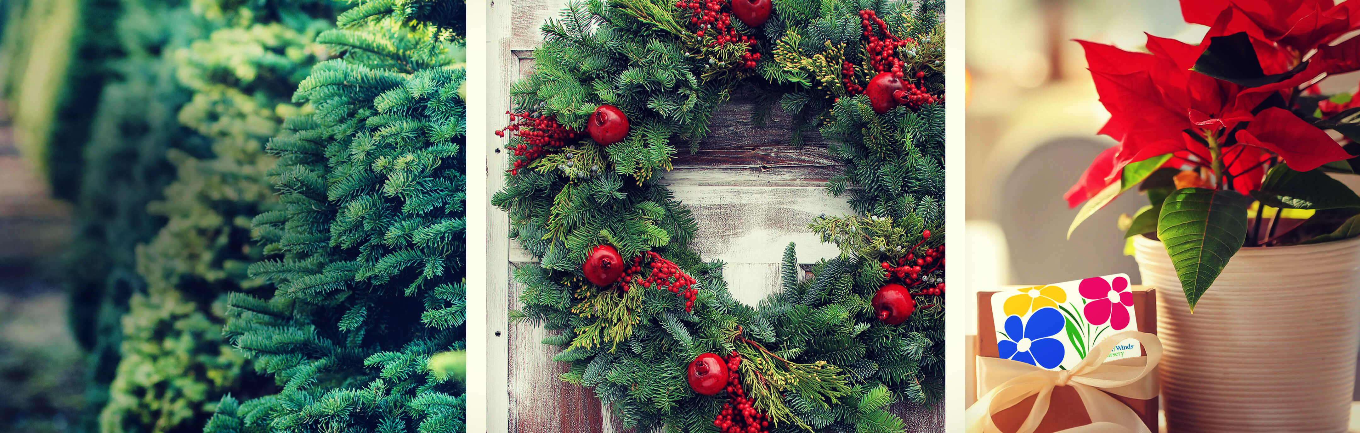 fresh cut christmas trees, fresh holiday wreath on door and red poinsettia with summerwinds gift card sitting in front