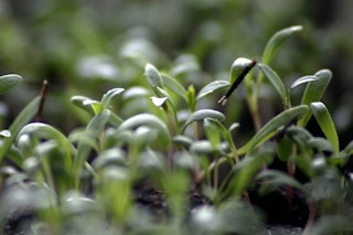 growing fresh terragon herbs