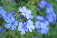 Blue cape plumbago flowers close up...