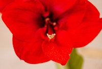 Red amaryllis