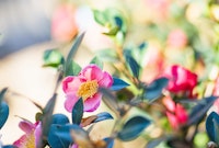 Pink camellias growing in the garden.