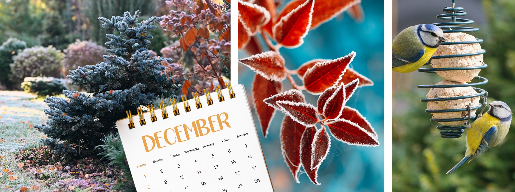 december garden calendar tips cools season landscape, frosted leaves and birds feeding