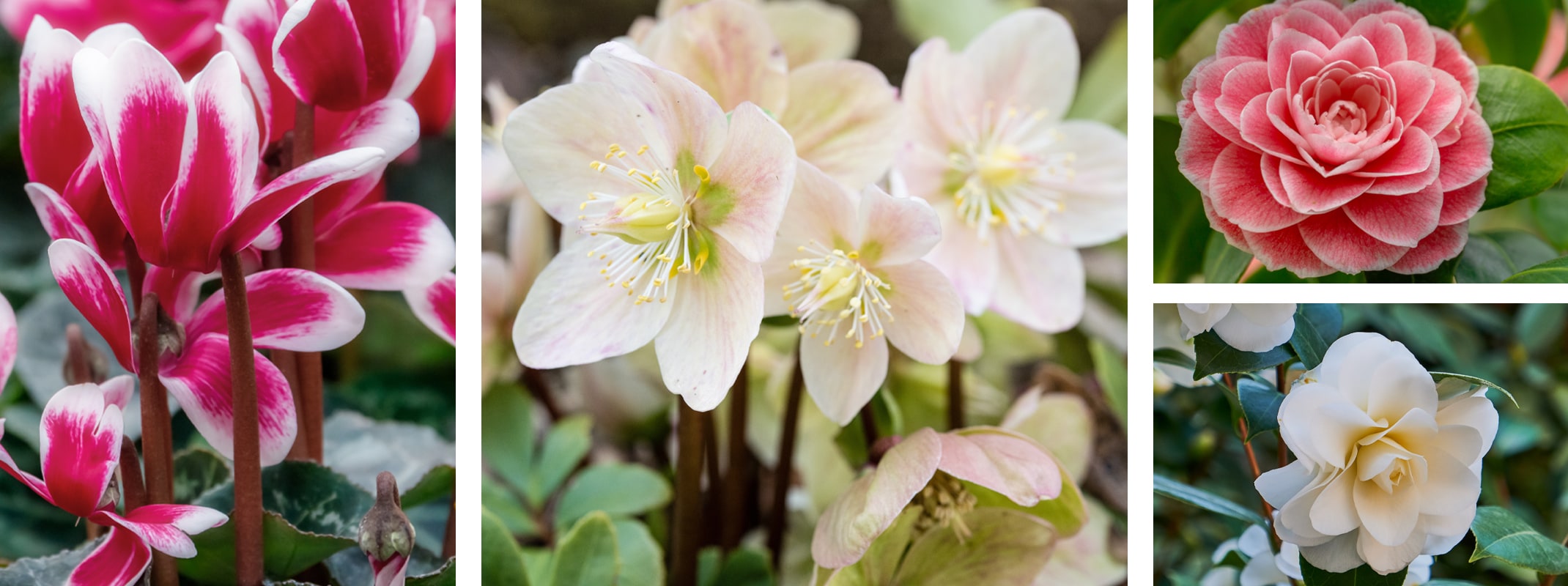 cool weather plants cyclamen, hellebores, and camellias