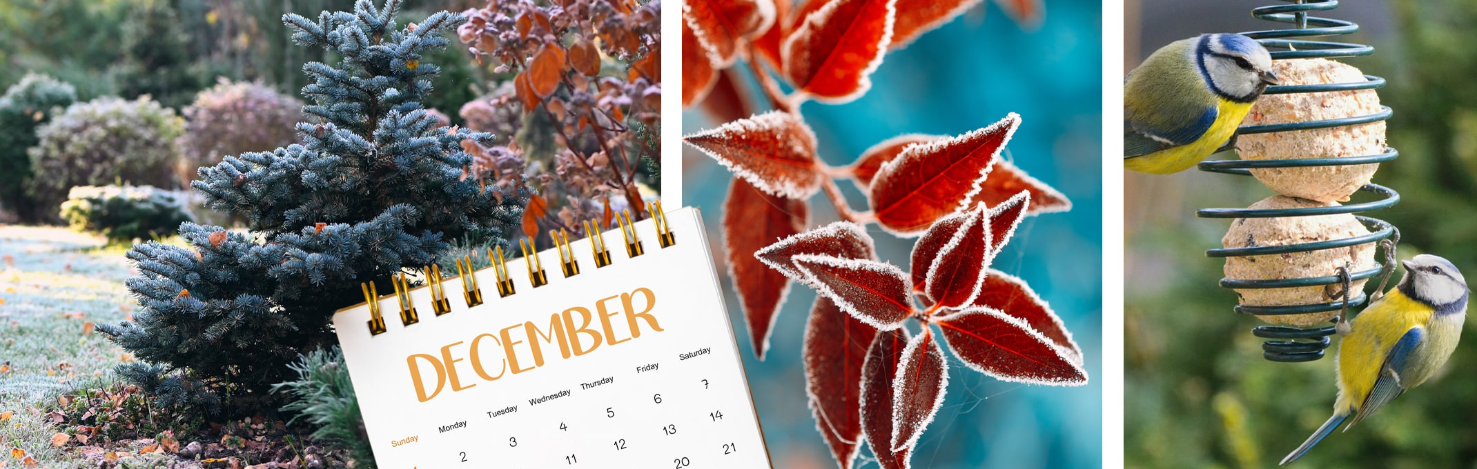 december garden calander promo
