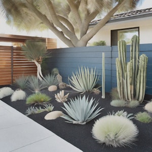 A minimalist Southwest cactus and succulent garden with a dark teal accent wall.