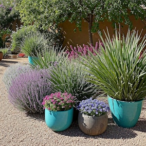 A variety of desert-friendly plants, with teal pots as a color accent.