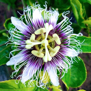 A passion flower closeup.