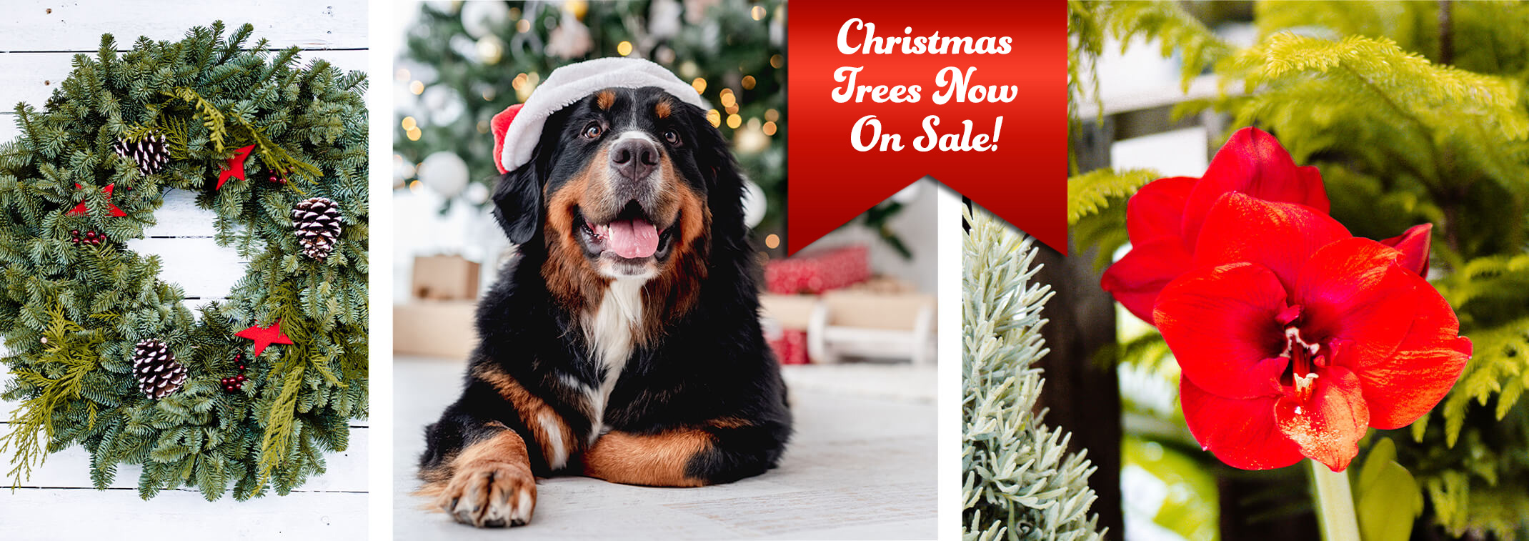 A wreath, a dog with a santa hat in front of a decorated Christmas tree, and a red amaryllis in bloom. Text that reads "Christmas Trees Now On Sale".