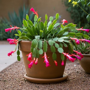 A potted holiday vibrant pink cactus in a desert garden.