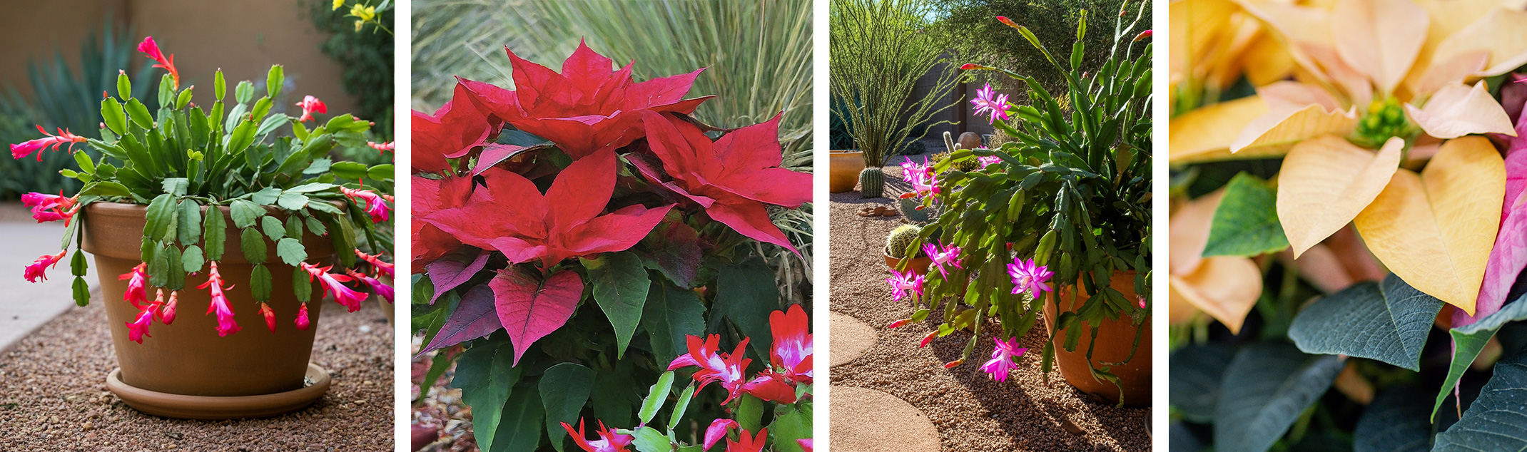 4 Pictures - 2 of potted holiday cacti and 2 of Poinsettia plants--one with a holiday cactus nearby.