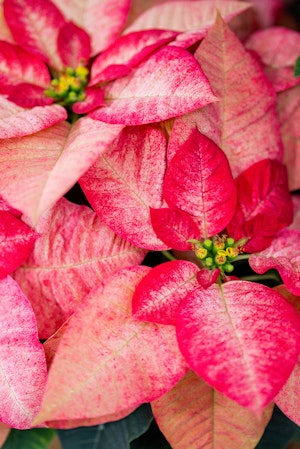 A closse up of red and peach poinsettia plants.