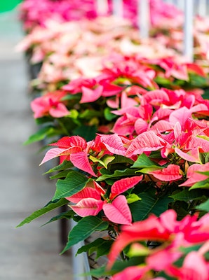 poinsettias on tables
