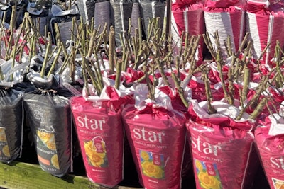 packaged star bareroot roses