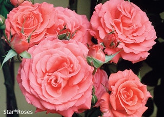 america star rose