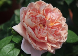 colette rose