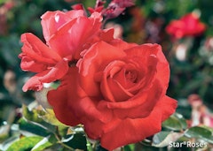 dolly parton star rose