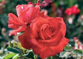 dolly parton star rose