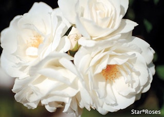 iceberg climbing rose star roses