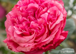 loves me loves me not star rose