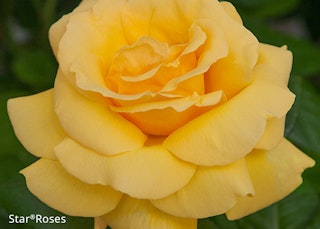 michaelangelo rose star rose