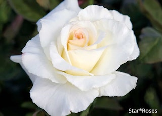 secret's out star rose