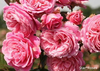 summer romance parfuma star rose