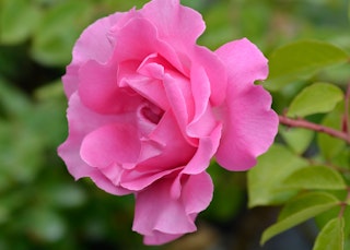 the mccartney rose pink