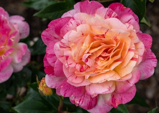 all american rose