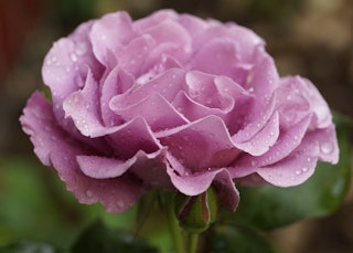 angel face rose