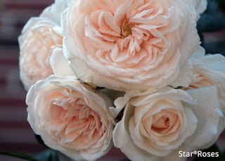 arborose honeymoon star rose