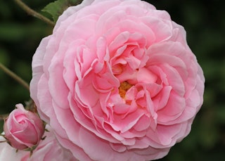 kiss me kate rose
