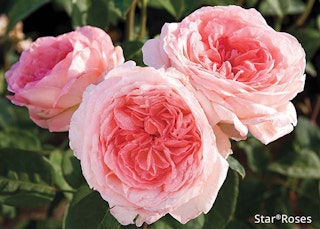 liv tyler star rose