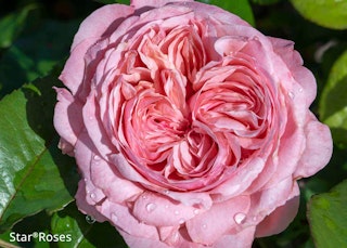 romantica ball gown star rose