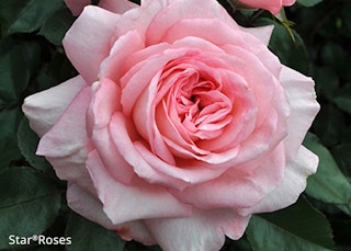 sunbelt savannah star rose