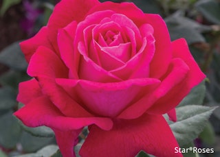 sweet spirit star rose