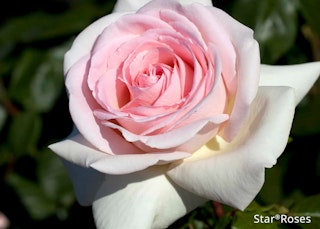 francis star rose