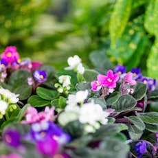 A number of white, pink and purple African violets.