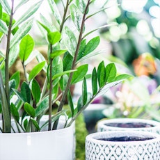 A ZZ plant growing in a white pot, with decorative white and gray pots nearby.