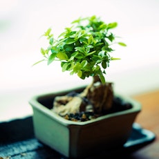 A small jade Bonsai tree.