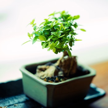 A small jade Bonsai tree.