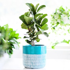 A fiddle leaf fig houseplant growing in a decorative turquoise and white pot.